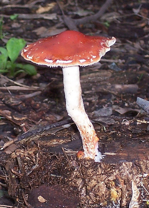 Funghetto dietro casa (cfr. Hypholoma rubrococcineum)